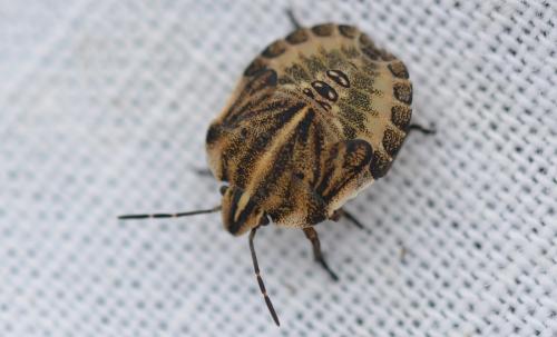 Réf. 335 818 : Graphosoma italicum